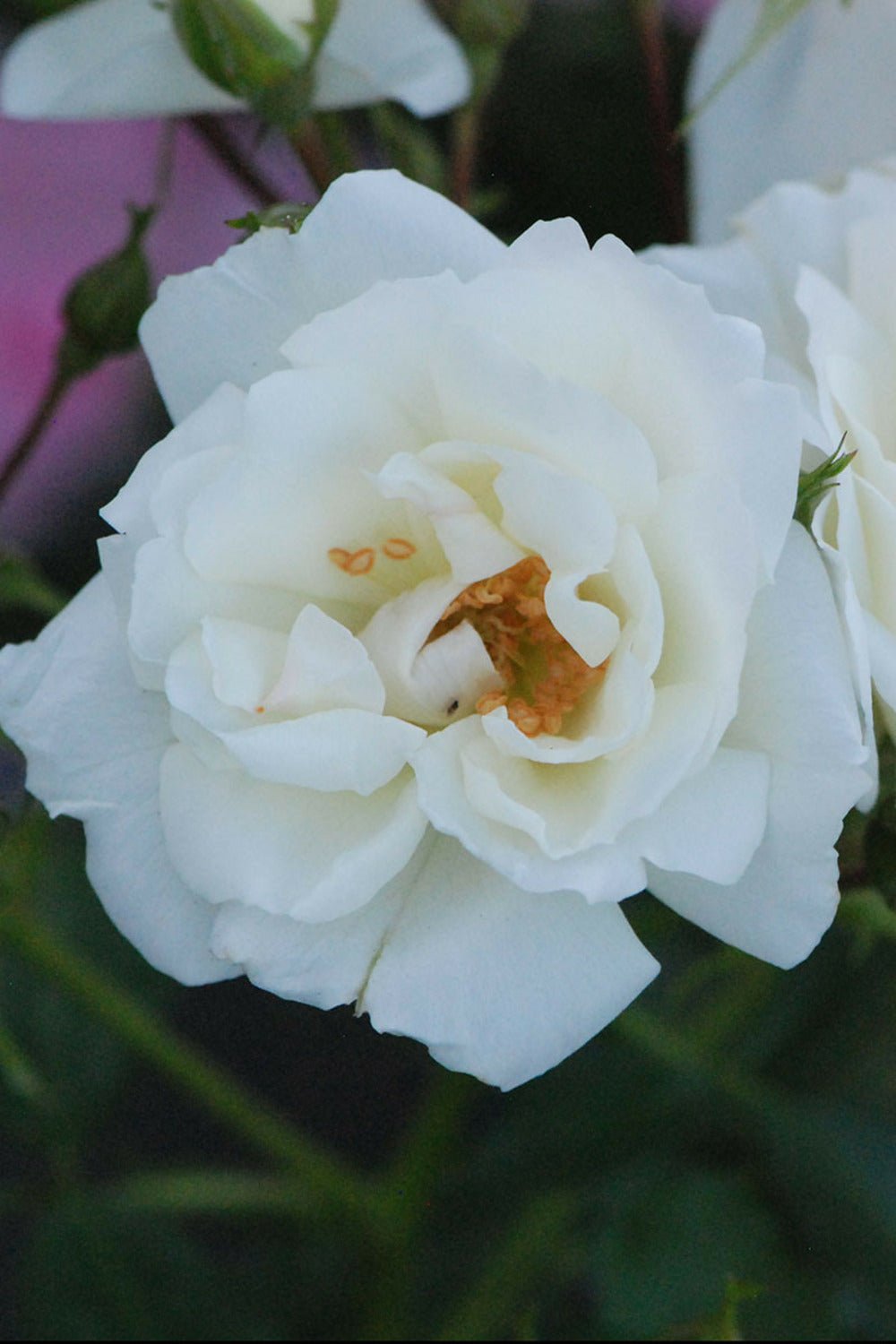  Rosier Décorosiers ? 'opalia ?' - 2l