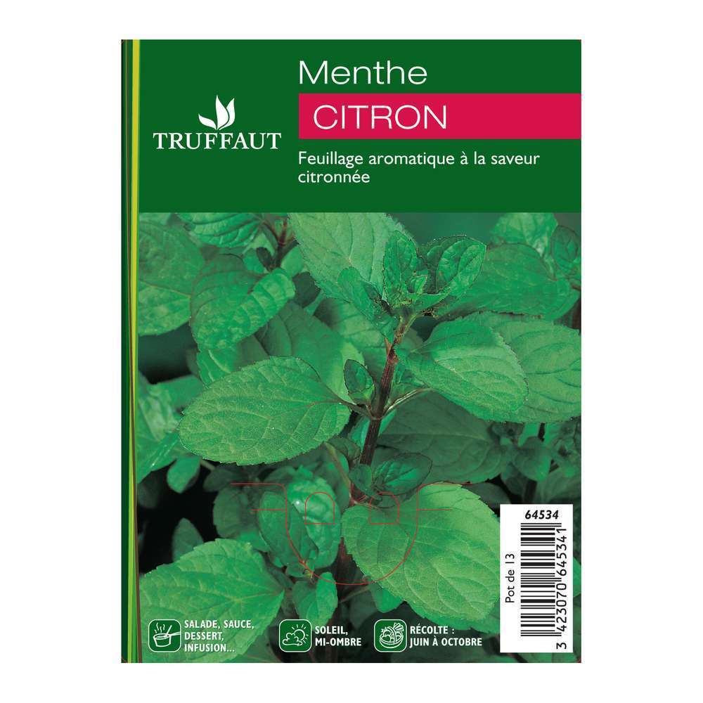  Plant De Menthe Citron : Pot De 1 Litre