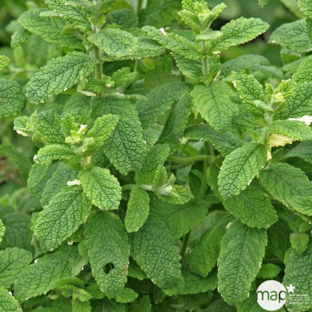  Plant De Menthe Citron : Pot De 1 Litre