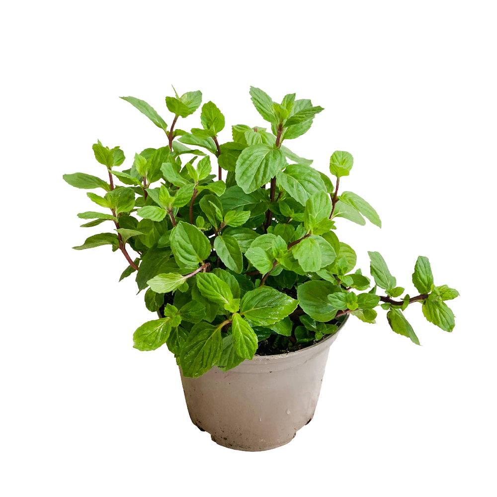  Plant De Menthe Citron : Pot De 1 Litre