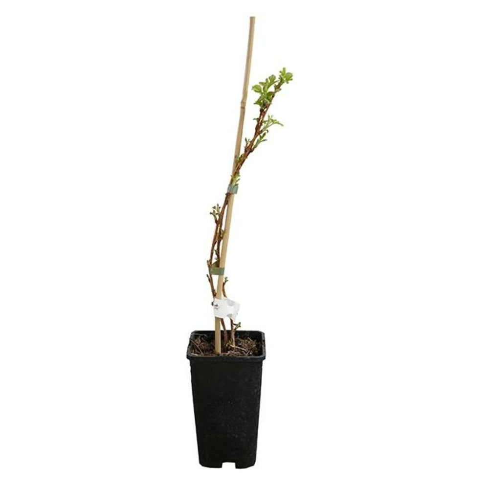  Framboisier Remontant 'heritage' - Rubus Idaeus 3l - 60/90cm