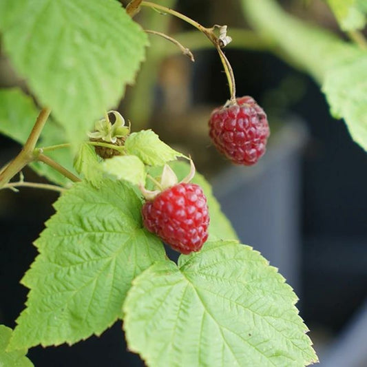  Framboisier Remontant 'heritage' - Rubus Idaeus 3l - 60/90cm