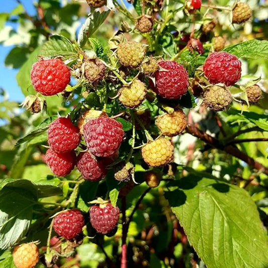  Framboisier Remontant 'heritage' - Rubus Idaeus 3l - 60/90cm