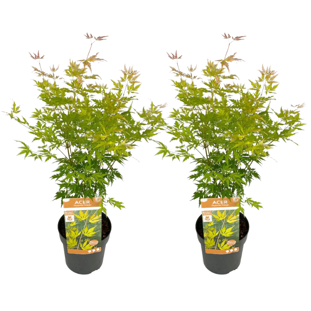  Erable Japonais 'orange Lace' - Set De 2 - Erable - Pot 19 - Hauteur 60-70cm