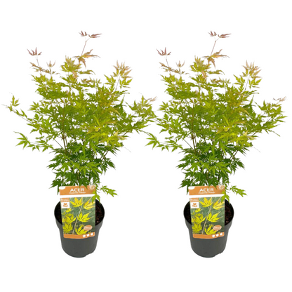  Erable Japonais 'orange Lace' - Set De 2 - Erable - Pot 19 - Hauteur 60-70cm