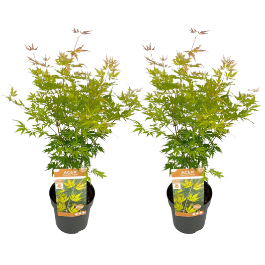  Erable Japonais 'orange Lace' - Set De 2 - Erable - Pot 19 - Hauteur 60-70cm