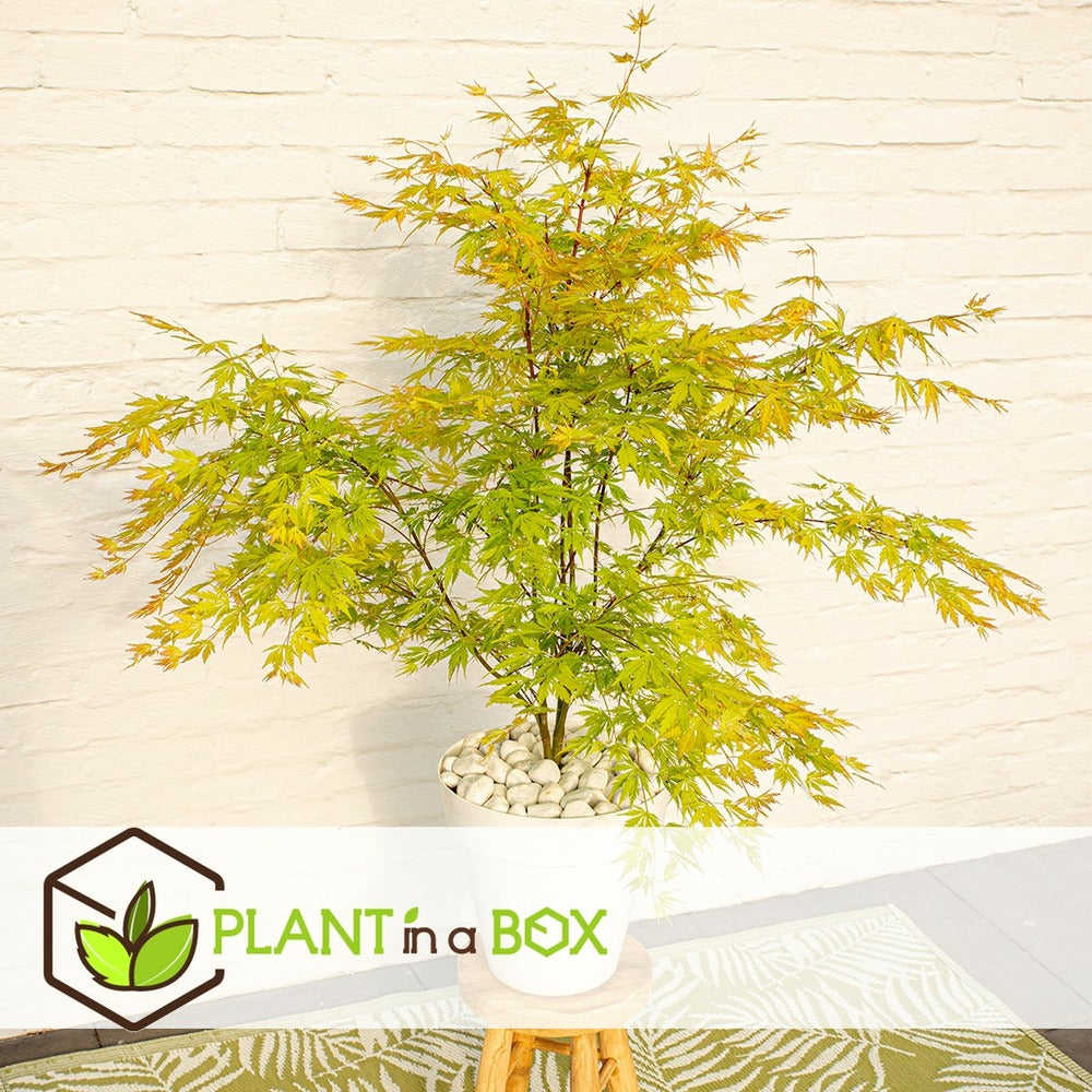  Érable Du Japon 'orange Lace' - érable Du Japon - Pot 19 - Hauteur 60-70cm