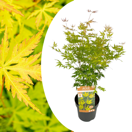  Érable Du Japon 'orange Lace' - érable Du Japon - Pot 19 - Hauteur 60-70cm