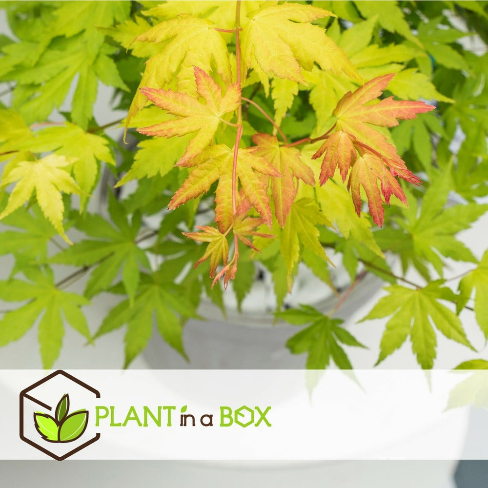  Acer 'orange Dream' - Set De 2 - Erable Japonais - Pot 19cm - Hauteur 60-70cm