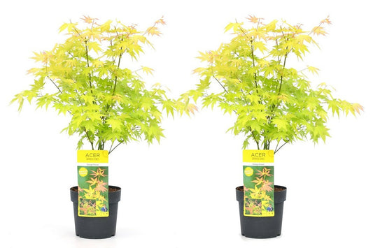  Acer 'orange Dream' - Set De 2 - Erable Japonais - Pot 19cm - Hauteur 60-70cm