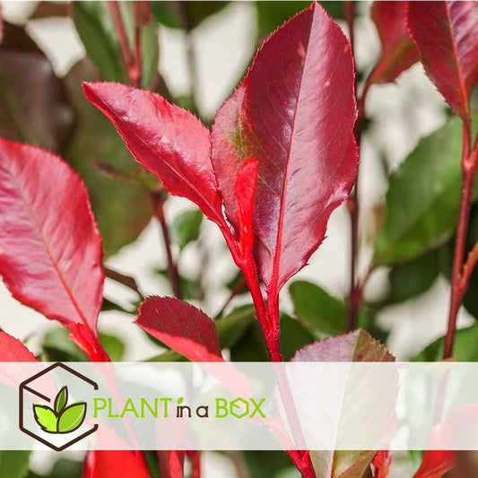  Photinia Fraseri Red Robin - Set De 4 - Pot 17cm - Hauteur 30-40cm