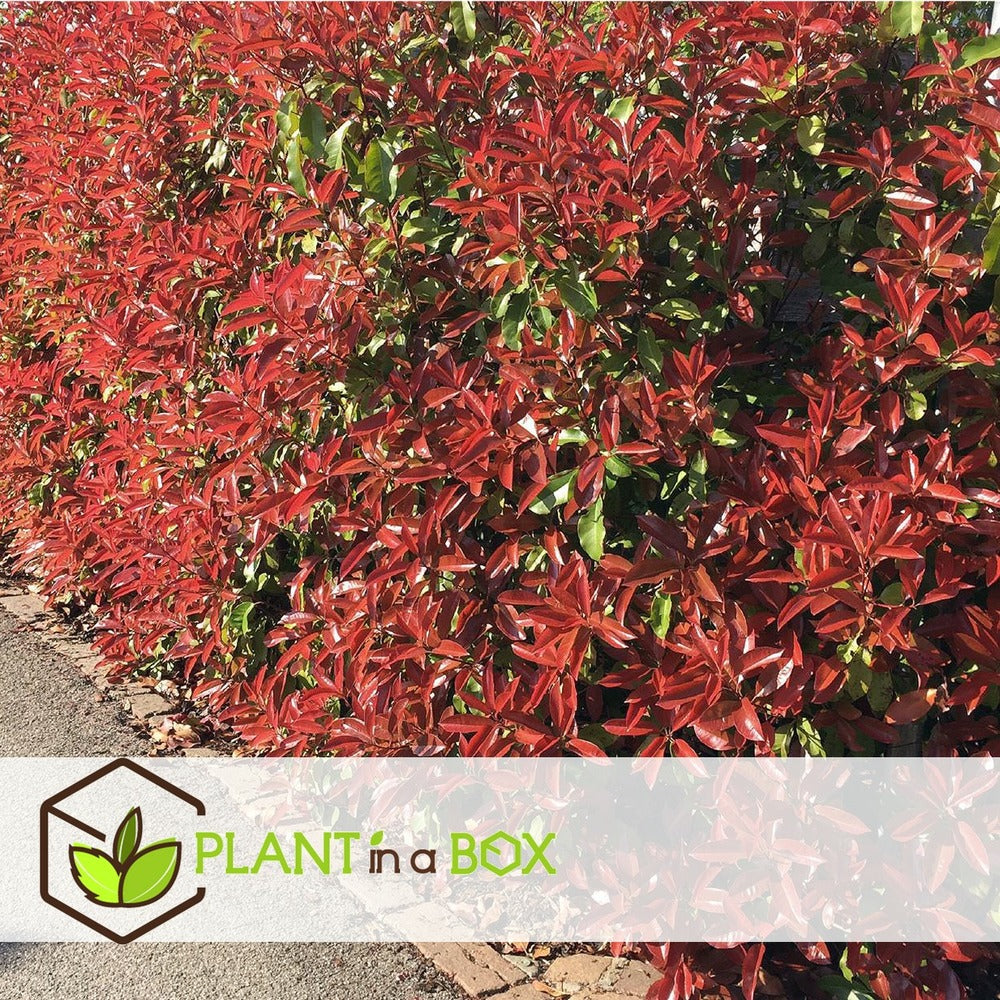  Photinia Fraseri Red Robin - Set De 4 - Pot 17cm - Hauteur 30-40cm
