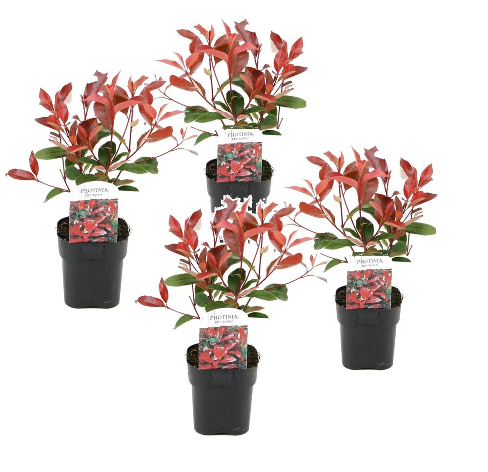  Photinia Fraseri Red Robin - Set De 4 - Pot 17cm - Hauteur 30-40cm