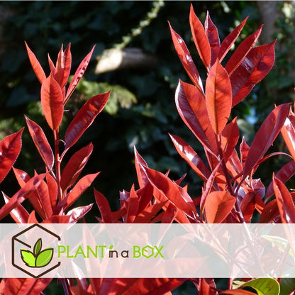  Photinia Fraseri Red Robin - Set De 6 - Pot 17cm - Hauteur 30-40cm