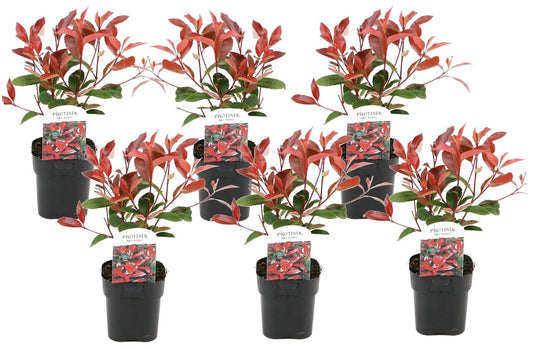  Photinia Fraseri Red Robin - Set De 6 - Pot 17cm - Hauteur 30-40cm