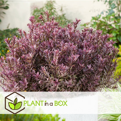 Hebe Pinguifolia - Mélange De 12 - Arbuste - Pot 10.5cm - Hauteur 15-20cm