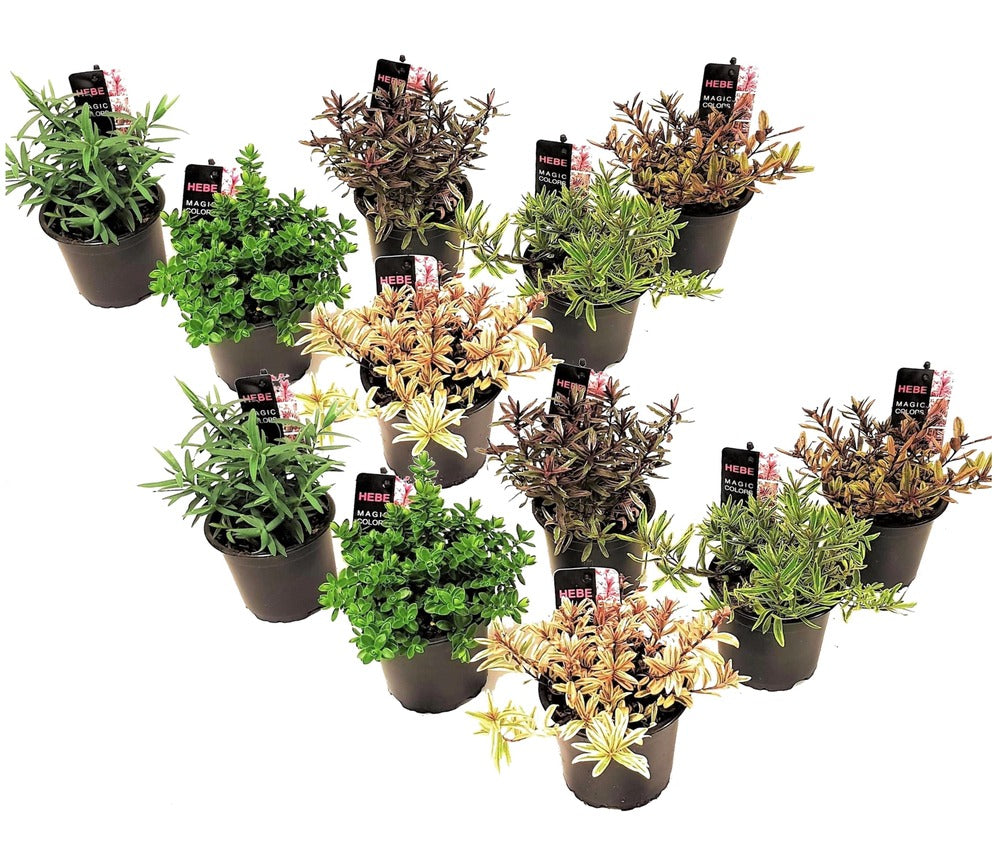  Hebe Pinguifolia - Mélange De 12 - Arbuste - Pot 10.5cm - Hauteur 15-20cm