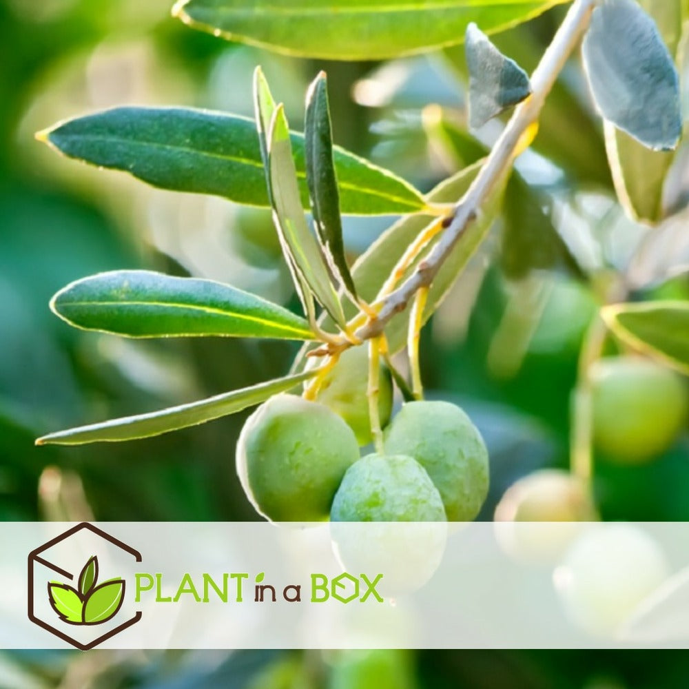  Olea Europaea - Oliviers - Pot 9cm - Hauteur 25-40cm