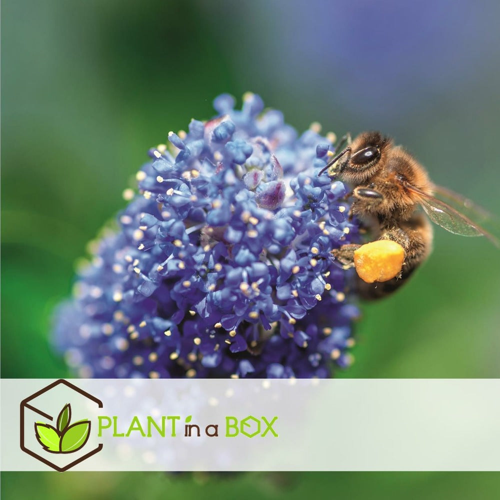  Ceanothus Thyrsiflorus Repens - Set De 2 - Arbuste - Pot 17cm - Hauteur 60-70cm