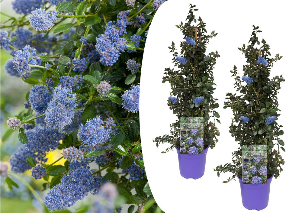  Ceanothus Thyrsiflorus Repens - Set De 2 - Arbuste - Pot 17cm - Hauteur 60-70cm
