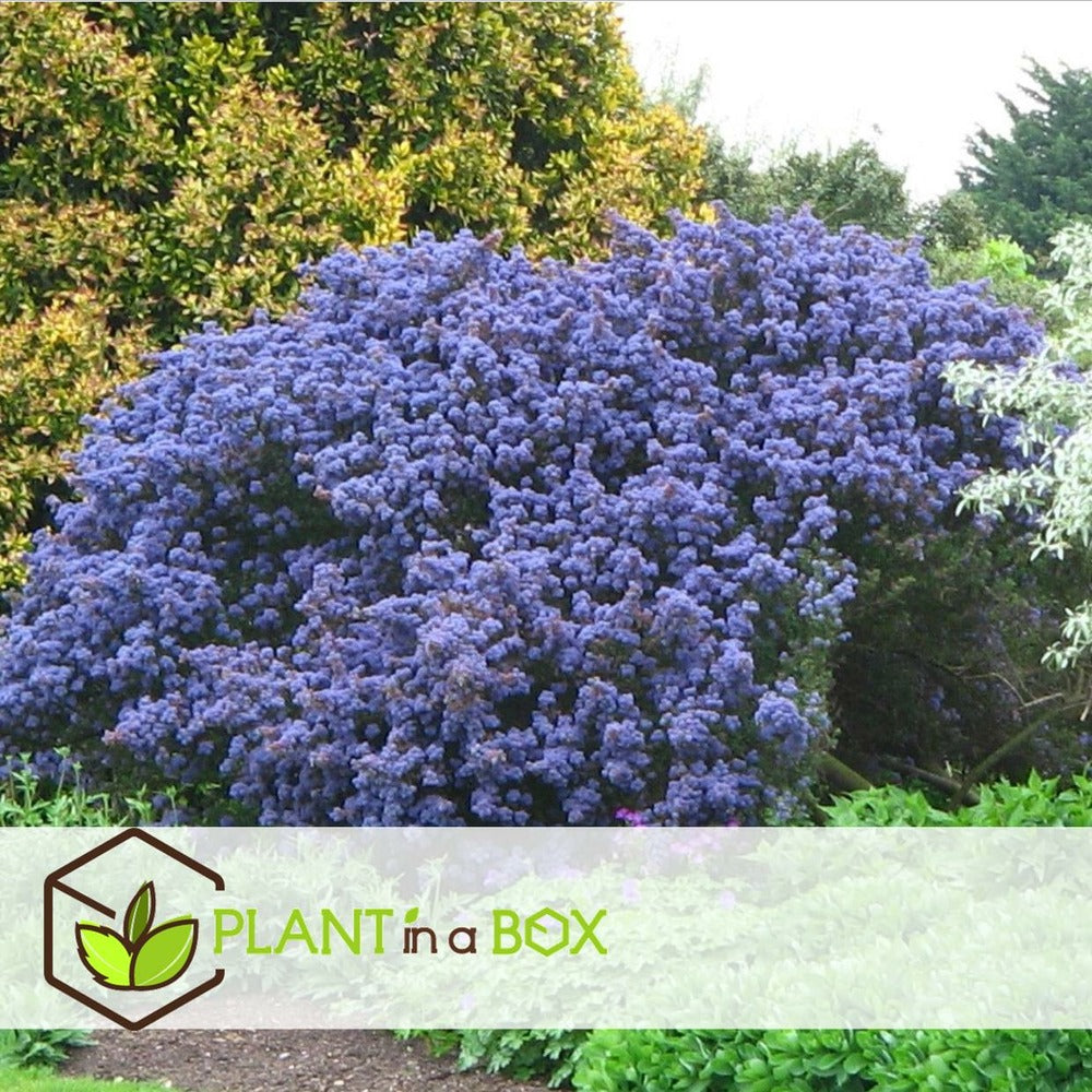  Ceanothus Thyrsiflorus Repens - Set De 2 - Arbuste - Pot 17cm - Hauteur 60-70cm