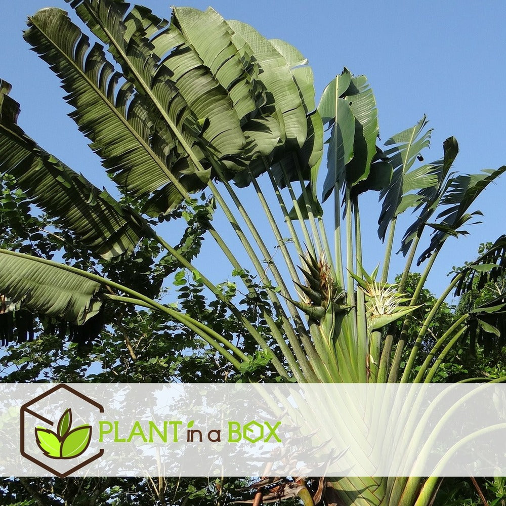  Ravenala Madagascariensis - Set De 6 - Palmier - Pot 9cm - Hauteur 25-40cm