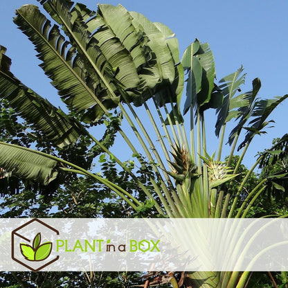  Ravenala Madagascariensis - Set De 6 - Palmier - Pot 9cm - Hauteur 25-40cm