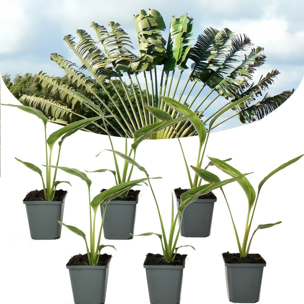  Ravenala Madagascariensis - Set De 6 - Palmier - Pot 9cm - Hauteur 25-40cm