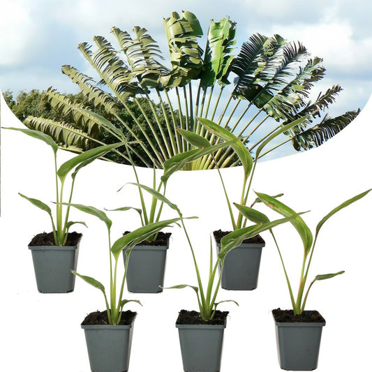  Ravenala Madagascariensis - Set De 6 - Palmier - Pot 9cm - Hauteur 25-40cm