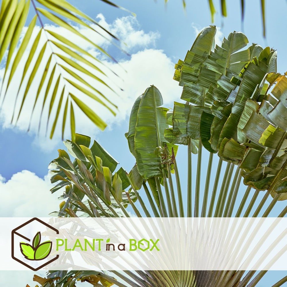  Ravenala Madagascariensis - Set De 6 - Palmier - Pot 9cm - Hauteur 25-40cm