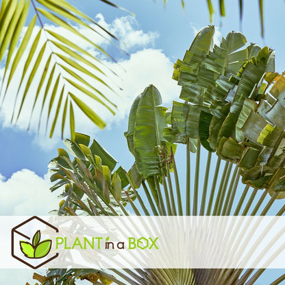  Ravenala Madagascariensis - Set De 6 - Palmier - Pot 9cm - Hauteur 25-40cm