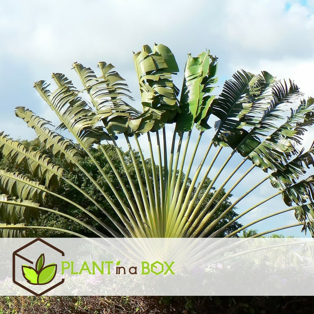  Ravenala Madagascariensis - Set De 6 - Palmier - Pot 9cm - Hauteur 25-40cm