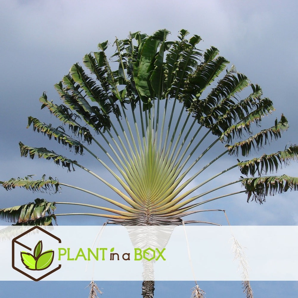  Ravenala Madagascariensis - Set De 6 - Palmier - Pot 9cm - Hauteur 25-40cm