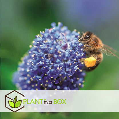  Ceanothus Thyrsiflorus Repens - Arbuste - Pot 17cm - Hauteur 60-70cm