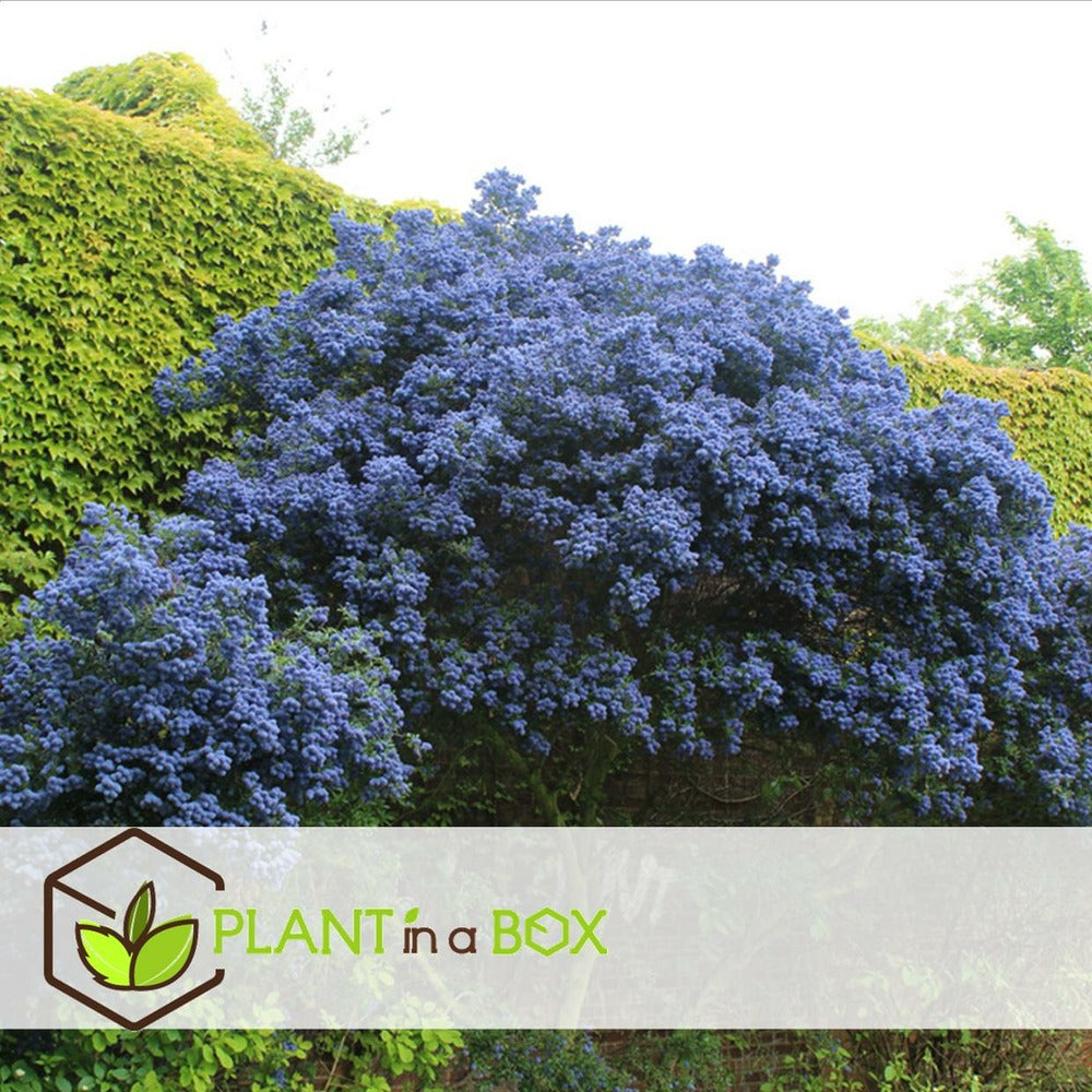  Ceanothus Thyrsiflorus Repens - Arbuste - Pot 17cm - Hauteur 60-70cm