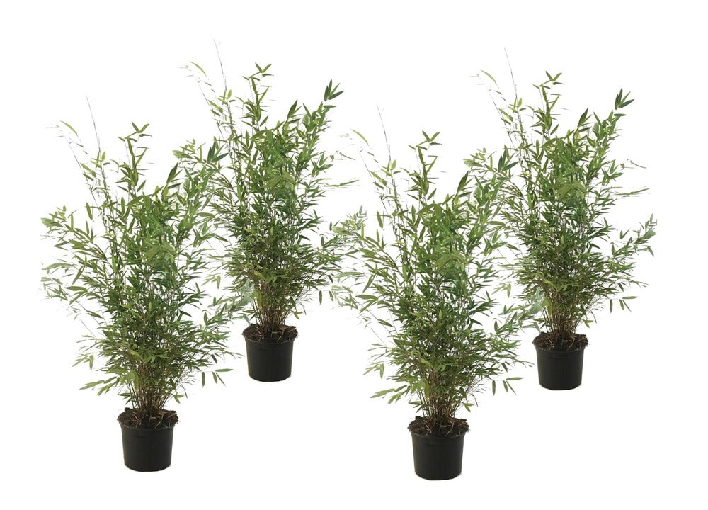 Fargesia Gansu - Set De 4 - Bambou Non Invasif - Pot 17cm - Hauteur 50-70cm