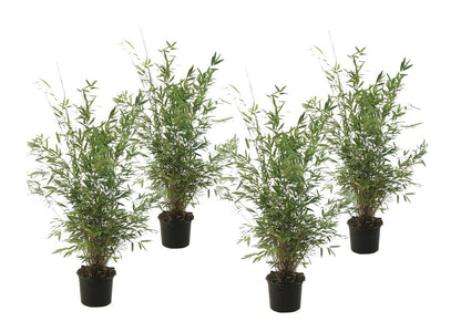  Fargesia Gansu - Set De 4 - Bambou Non Invasif - Pot 17cm - Hauteur 50-70cm
