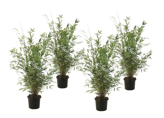  Fargesia Gansu - Set De 4 - Bambou Non Invasif - Pot 17cm - Hauteur 50-70cm
