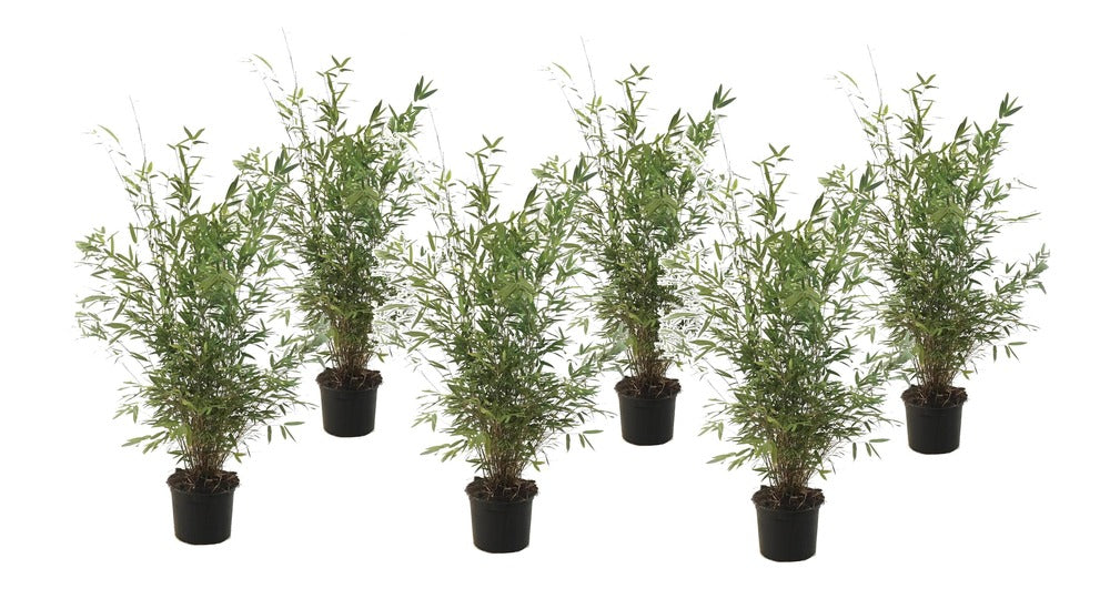  Fargesia Gansu - Set De 6 - Bambou Non Invasif - Pot 17cm - Hauteur 50-70cm