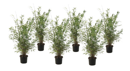  Fargesia Gansu - Set De 6 - Bambou Non Invasif - Pot 17cm - Hauteur 50-70cm
