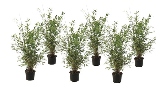  Fargesia Gansu - Set De 6 - Bambou Non Invasif - Pot 17cm - Hauteur 50-70cm