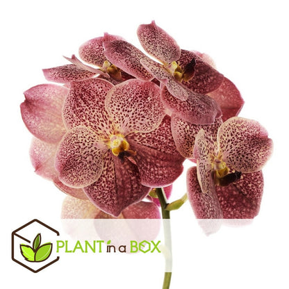  Vanda Leopard Coral - Orchidée Tropicale - Orchidée En Fleur - Hauteur 75-85cm