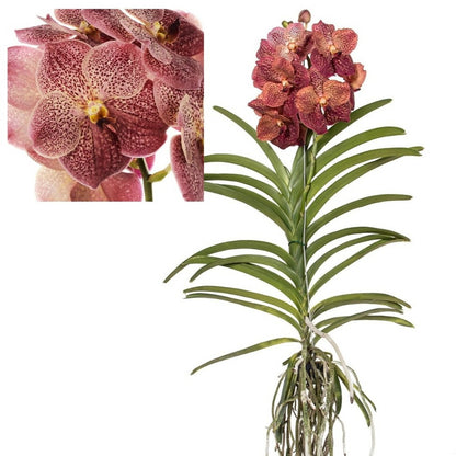  Vanda Leopard Coral - Orchidée Tropicale - Orchidée En Fleur - Hauteur 75-85cm