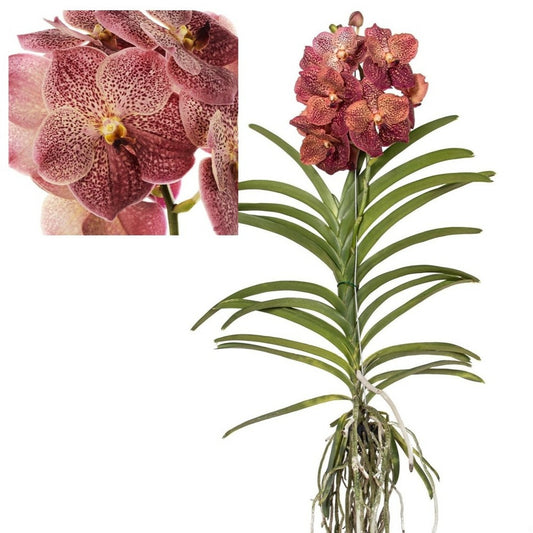  Vanda Leopard Coral - Orchidée Tropicale - Orchidée En Fleur - Hauteur 75-85cm