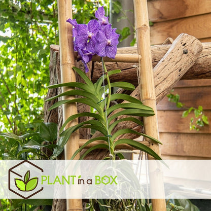  Vanda New Blue - Orchidée Tropicale - Magnifique Couleurs - Hauteur 50-60cm