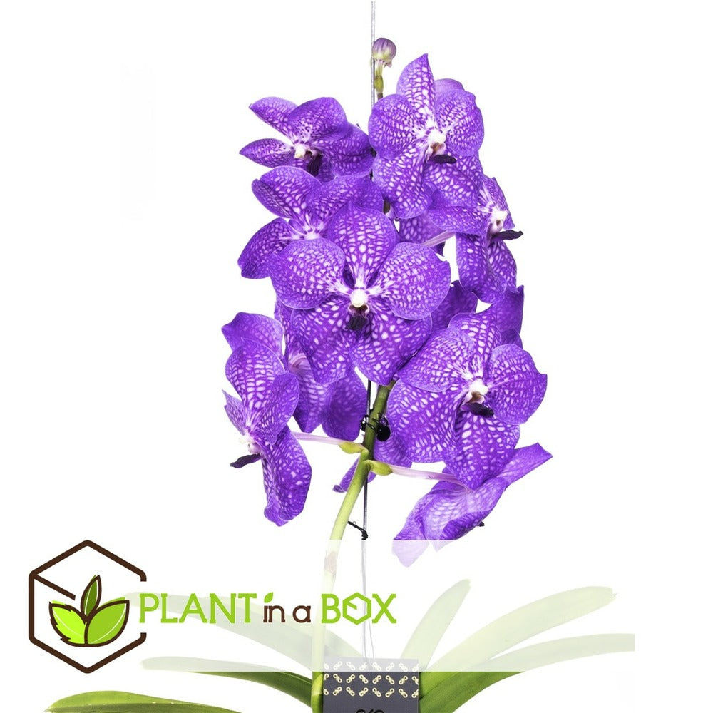  Vanda New Blue - Orchidée Tropicale - Magnifique Couleurs - Hauteur 50-60cm