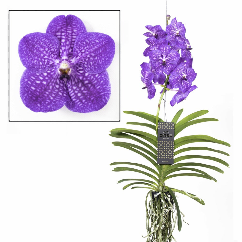  Vanda New Blue - Orchidée Tropicale - Magnifique Couleurs - Hauteur 50-60cm