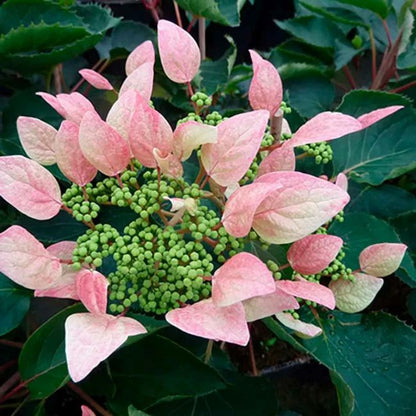 Schizophragma Hydrangeoides 'roseum' - Schizophragma Hydrangeoides 3l