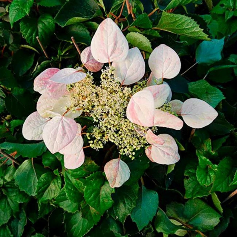  Schizophragma Hydrangeoides 'roseum' - Schizophragma Hydrangeoides 3l