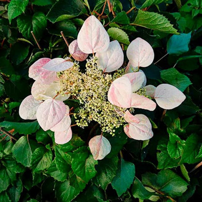 Schizophragma Hydrangeoides 'roseum' - Schizophragma Hydrangeoides 3l